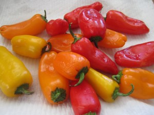 Mini- Peppers